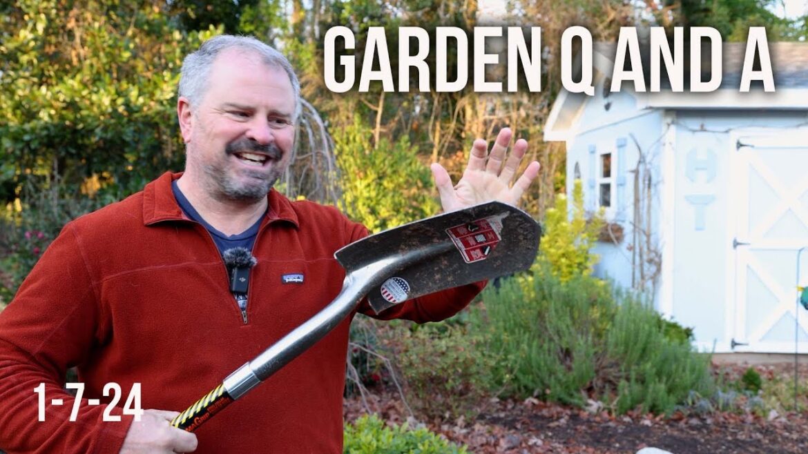 Subscriber Garden Questions – New Exciting Plants, Butterfly Bush Cut Back, Fertilizer on Mulch Subscriber Garden Questions - New Exciting Plants, Butterfly Bush Cut Back, Fertilizer on Mulch