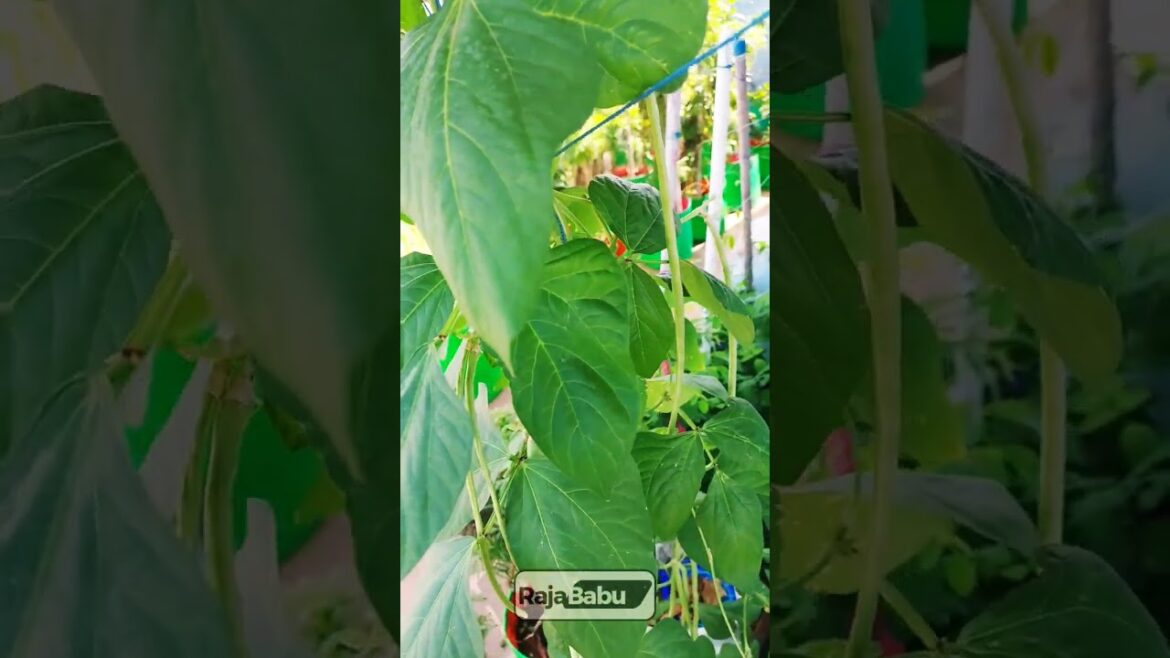 Guess the plant #quiz #terracegarden #ediblegardening #trendingstatus