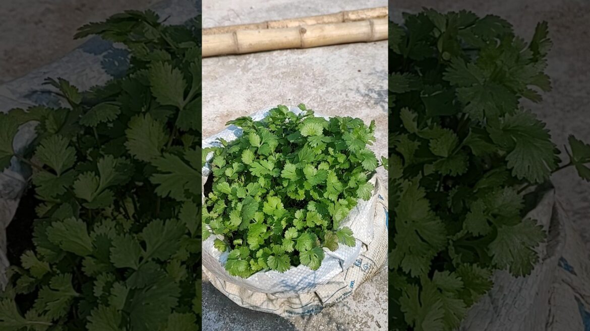 #youtubeshorts #বাকি বস্তা গুলো ছাদে তুললাম # সবজি চাষ #viralvideo #vegetable gardening