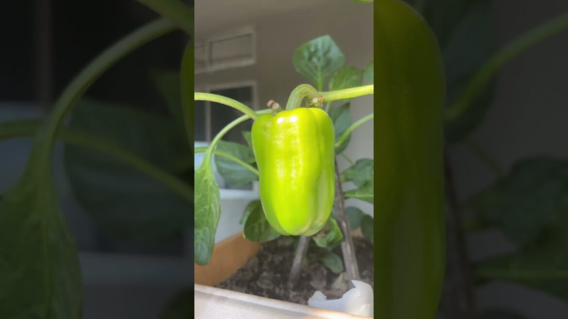 Capsicum #organic #shorts #youtubeshorts #shortvideo