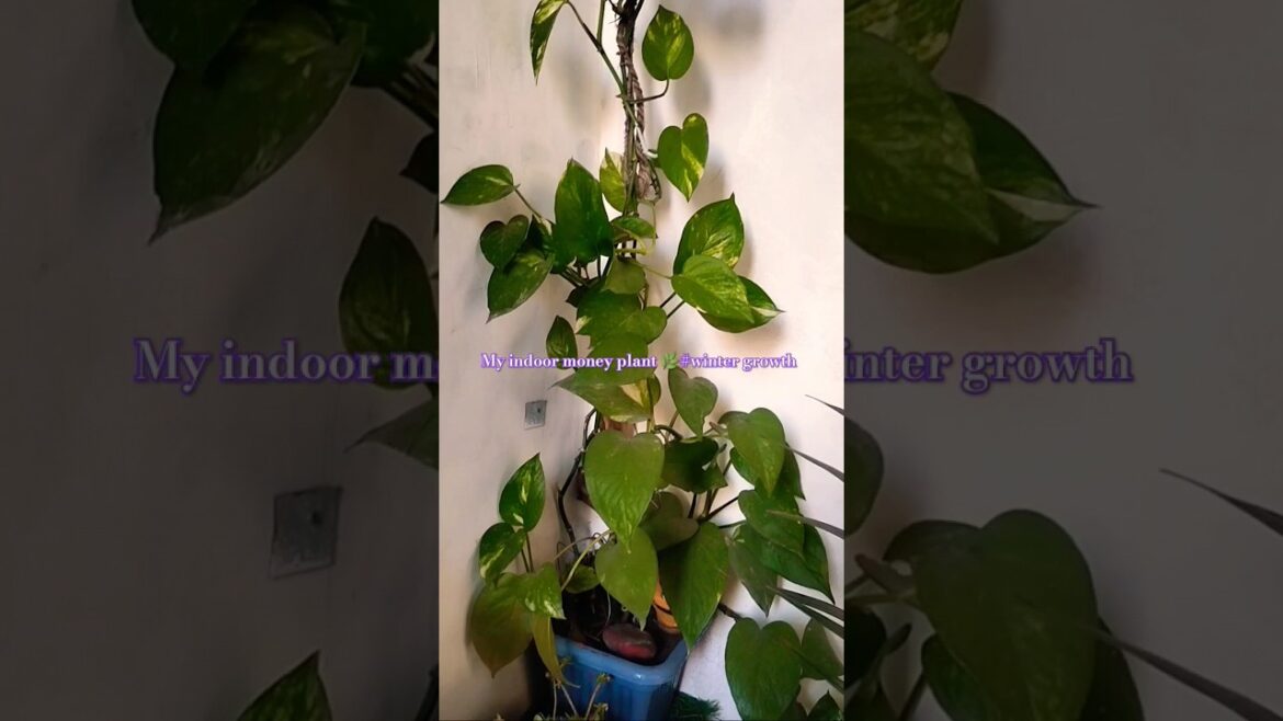 my indoor plants🌿#money plant decoration #winter growth #gardening tips