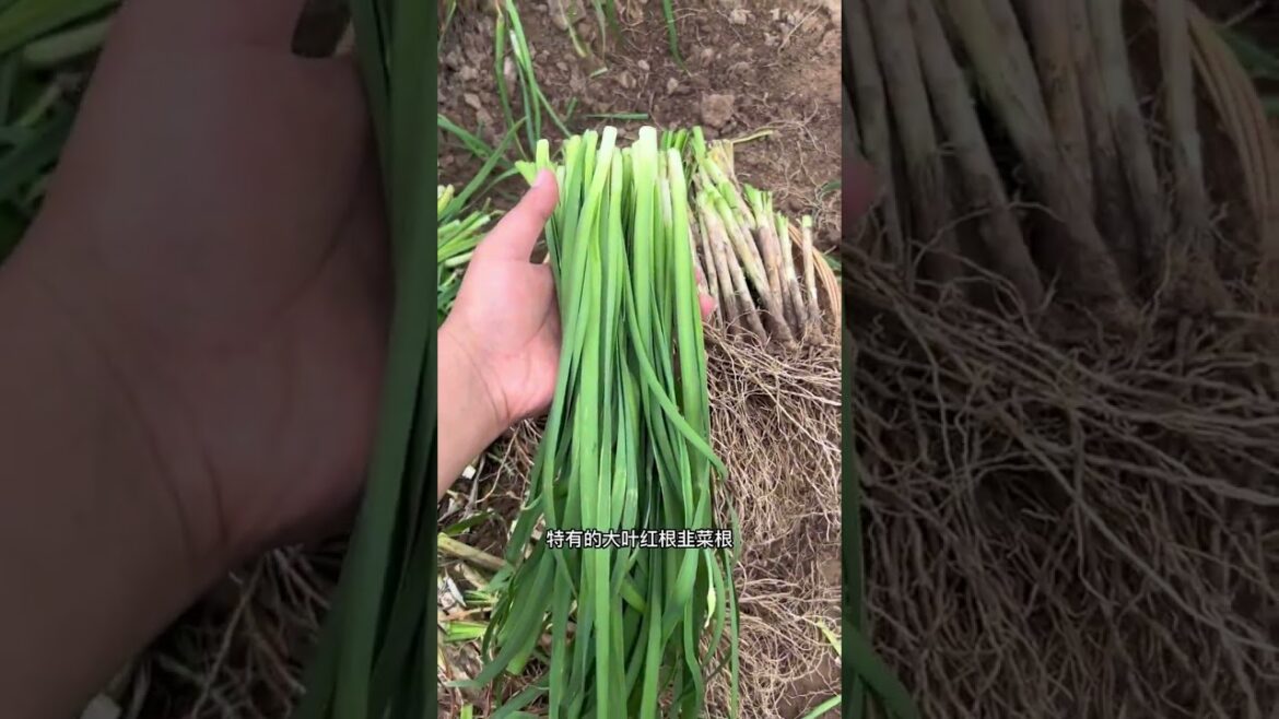 how to gardening tips vlog at home/ happiness life #gardentips #short how to gardening tips vlog at home/ happiness life #gardentips #short