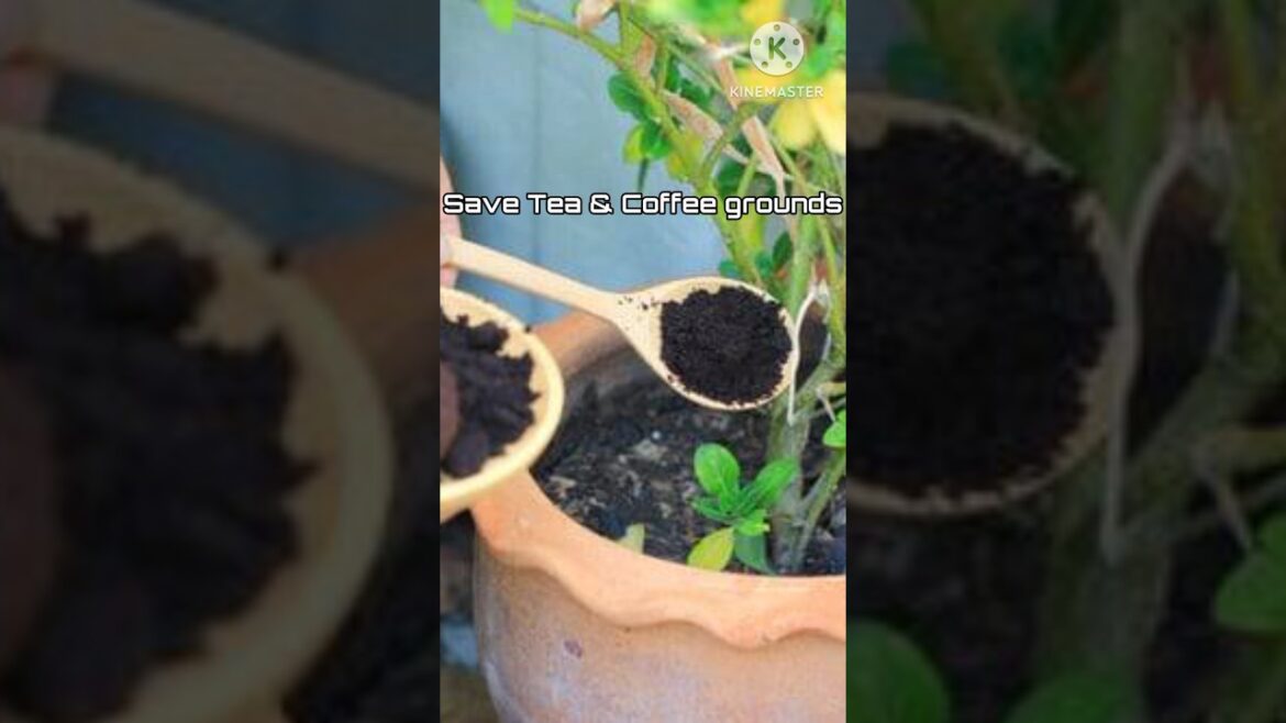 12 Clever Gardening Tips & Ideas for a Thriving Garden at Home #shortsviral #youtubeshorts