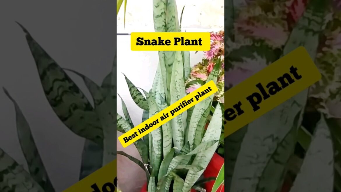 Benifits of Snake Plant #ytshorts #gardening #shortvideo