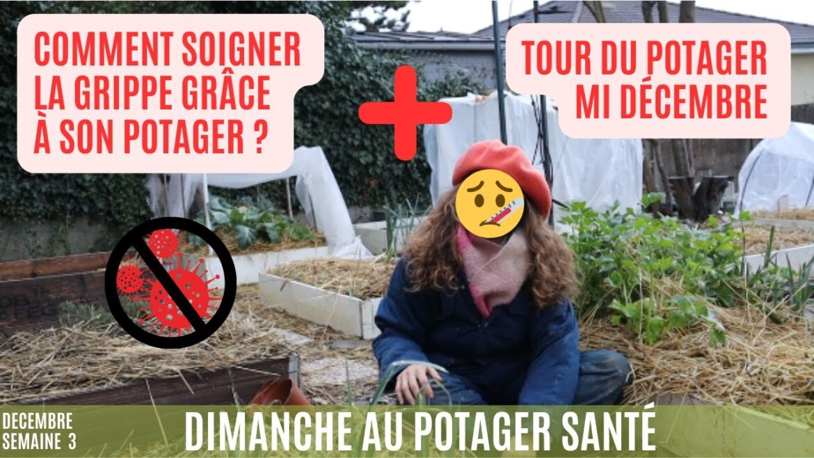 Tour du potager à la mi décembre et comment guérir de la grippe grâce au potager ? #garden #potager