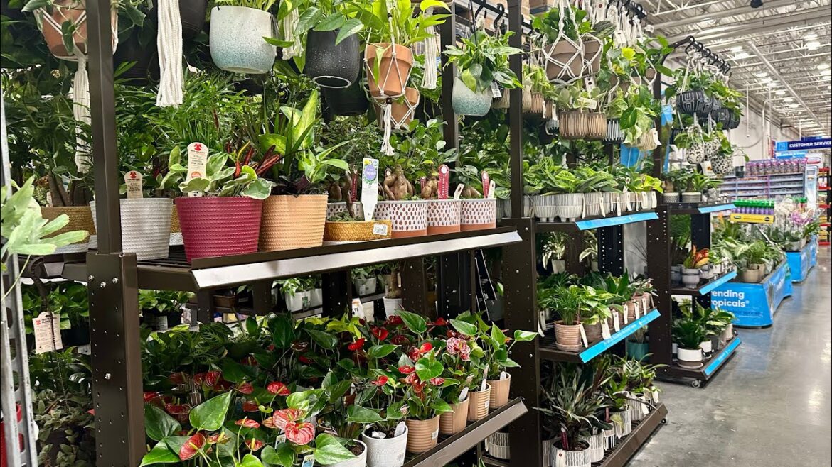 LOWES JANUARY 2024 300+ FULL PLANT INVENTORY TOUR🪴BIGGEST PLANT RESTOCK🤩