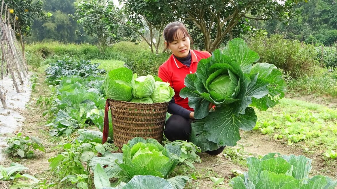 Harvesting Cabbage Goes to countryside market sell – Winter vegetable gardening | Daily life Harvesting Cabbage Goes to countryside market sell - Winter vegetable gardening | Daily life