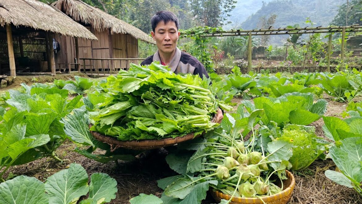 Harvest Green Vegetable & Kohlrabi Goes to the market sell – Gardening | Solo Survival Harvest Green Vegetable & Kohlrabi Goes to the market sell - Gardening | Solo Survival