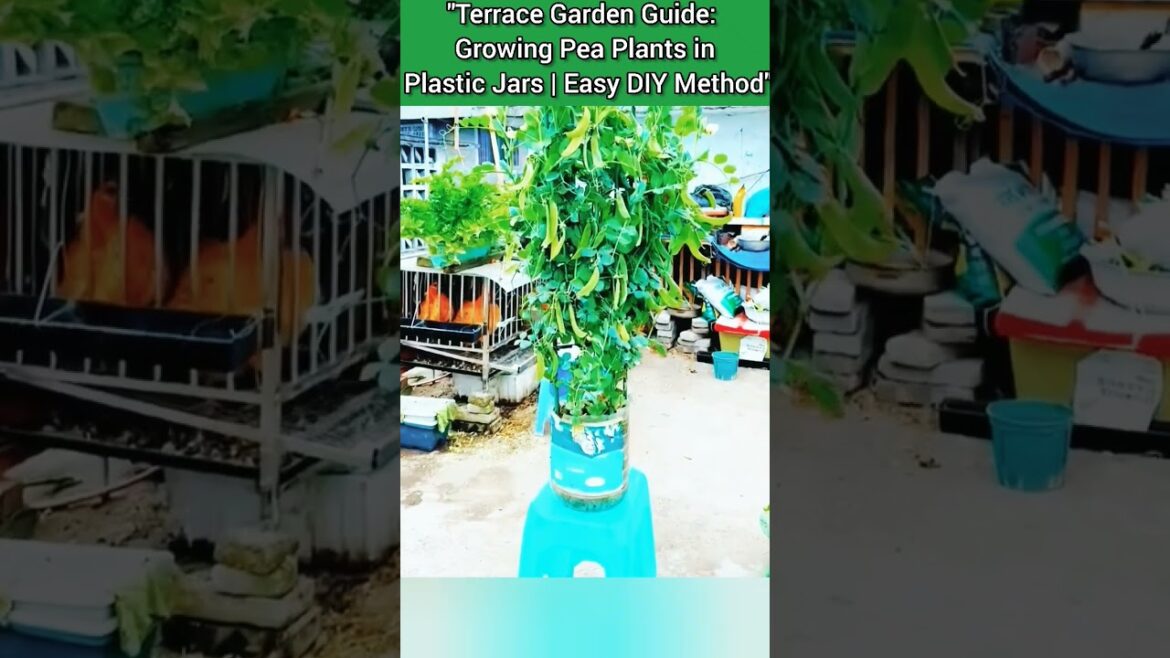 Terrace Garden Guide: Growing Pea Plants in Plastic Jars#containergardening