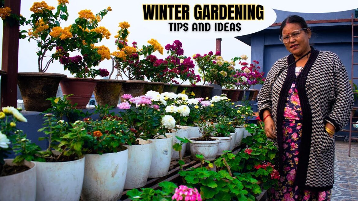 How to Care for Winter Flower Plants | Winter Flowering Plants Care and Tips in Nepali
