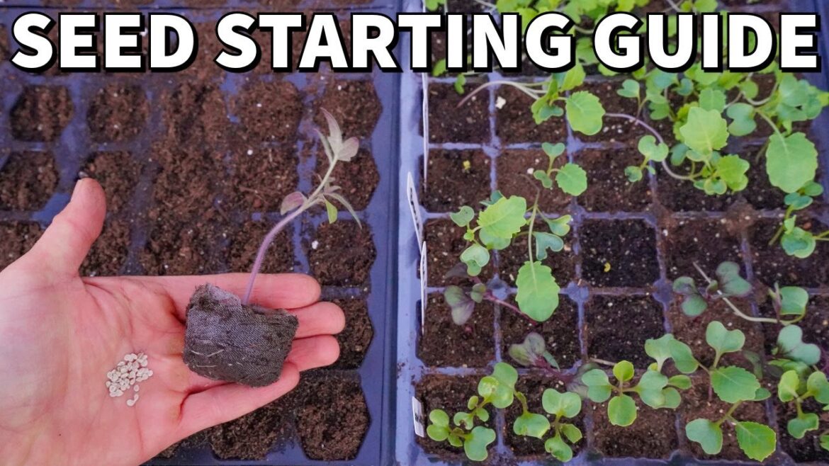 The Ultimate Beginner’s Guide To STARTING SEEDS Indoors The Ultimate Beginner's Guide To STARTING SEEDS Indoors