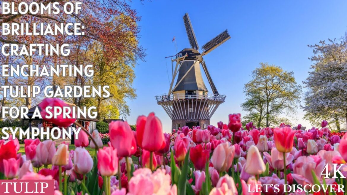 Blooms of Brilliance: Crafting Enchanting Tulip Gardens for a Spring Symphony "Blooms of Brilliance: Crafting Enchanting Tulip Gardens for a Spring Symphony"