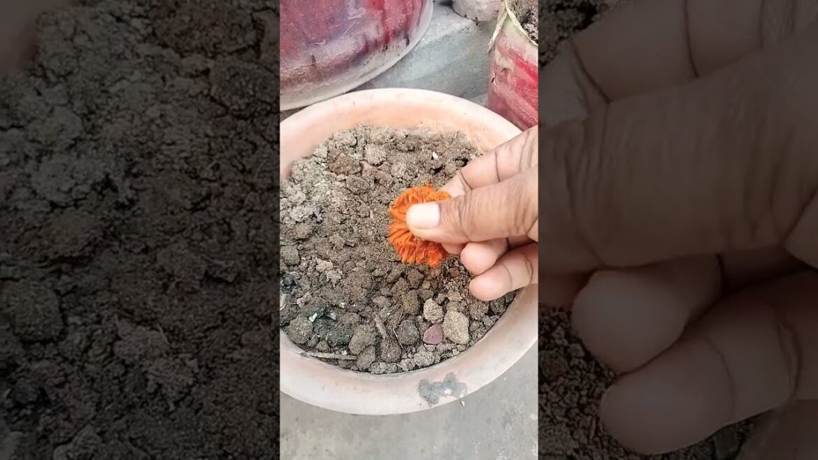 #plants #gardern #gardendesign #garderning #gardenideas #garden #indoorplantplantnursery #terracega