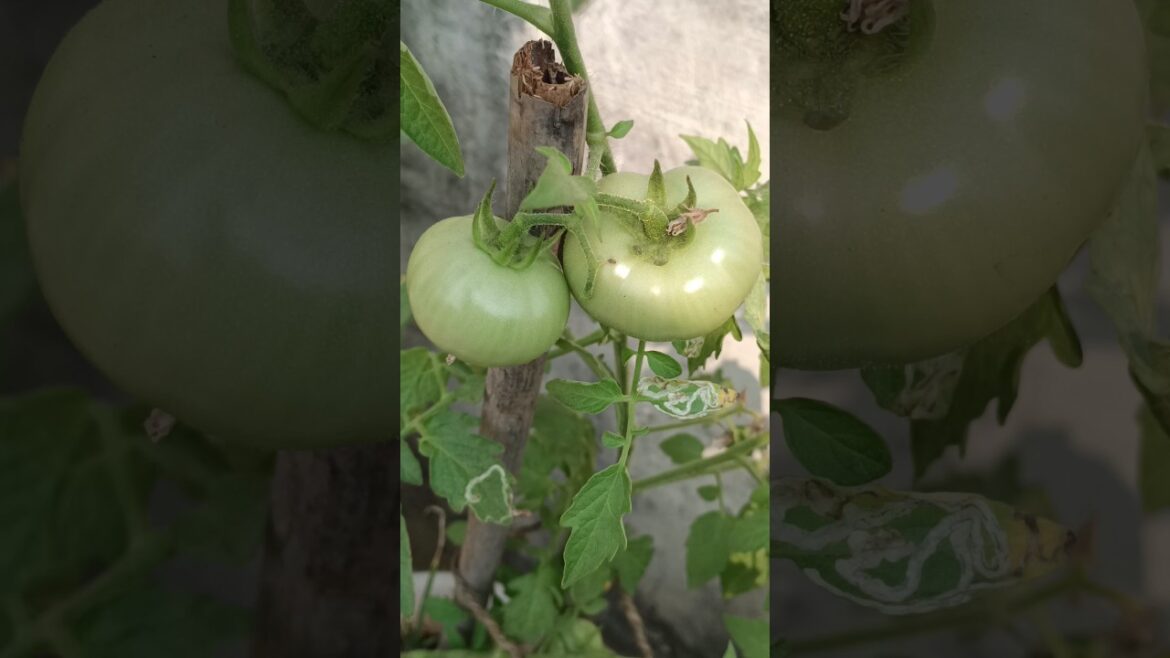 tomatoes bin 5 inch pot 🍅🍅#ytshorts #containergardening #wintervegetable #tomato