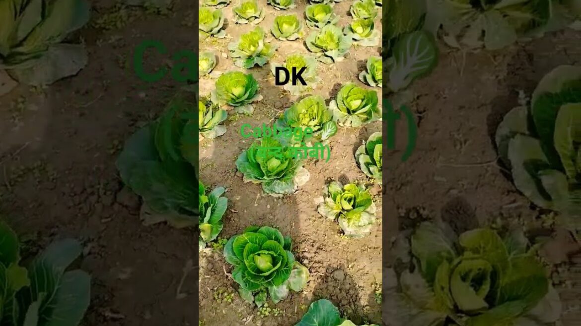 cabbage 🥬 farming | बन्द कोबी की खेती #forest #trending #ytshorts #agriculture #nayebharatkakisan