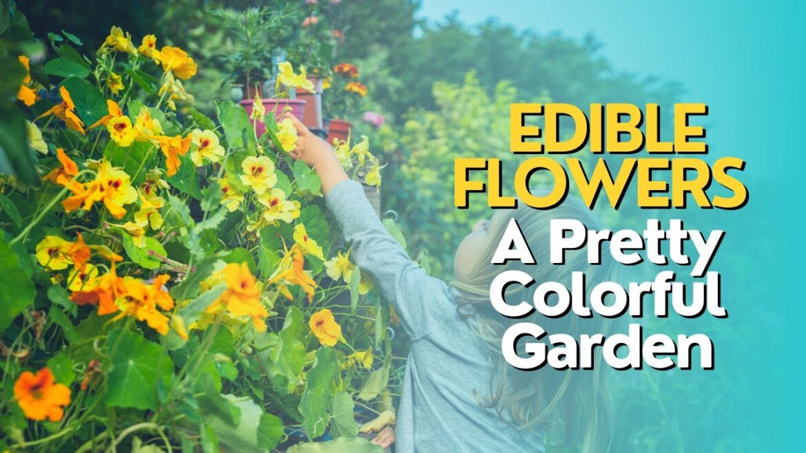 Edible Flowers: A Pretty Colorful Garden Edible Flowers: A Pretty Colorful Garden