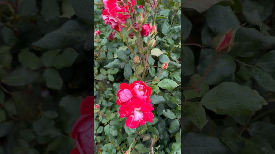 Shaded rose garden 🥀🍃🥀#rose #garden #trending #trend #viral #yt #youtubeshorts #youtube #nature