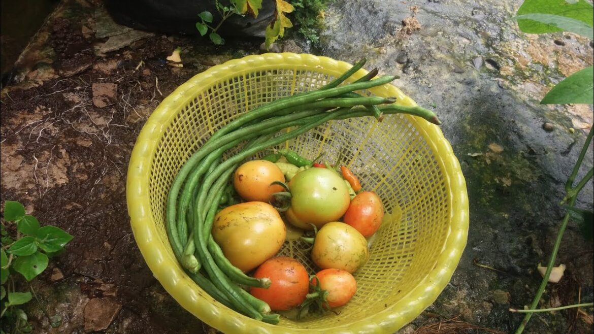 Panen sayuran di kebun