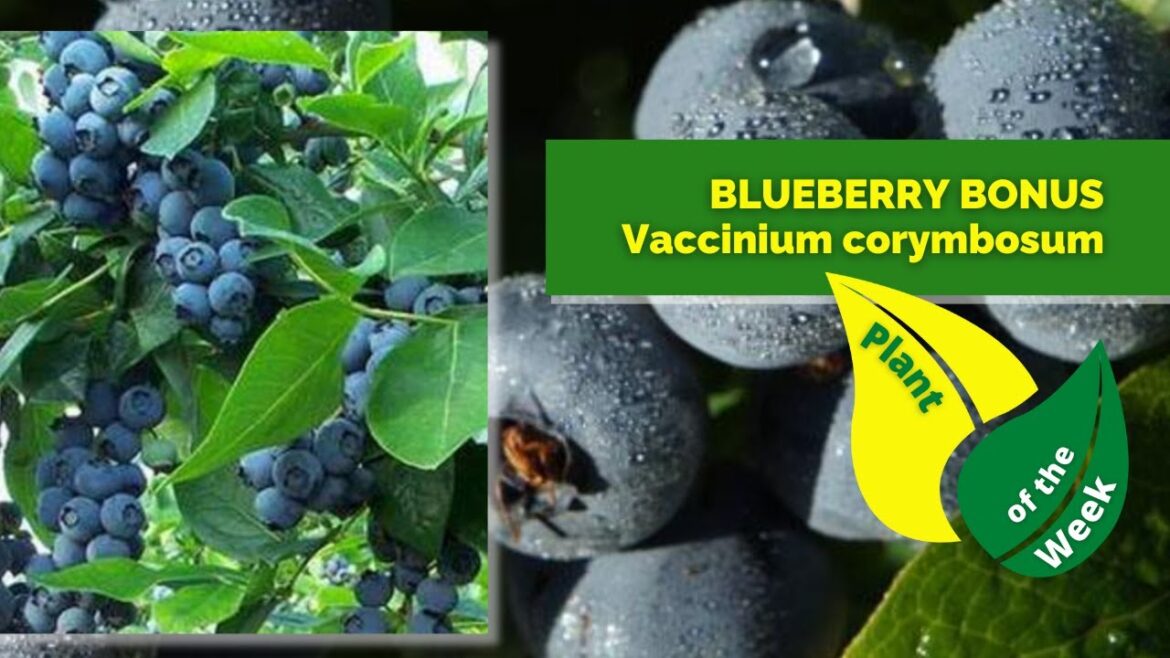 BLUEBERRY BONUS BUSH | Vaccinium corymbosum | Edible Landscaping BLUEBERRY BONUS BUSH | Vaccinium corymbosum | Edible Landscaping