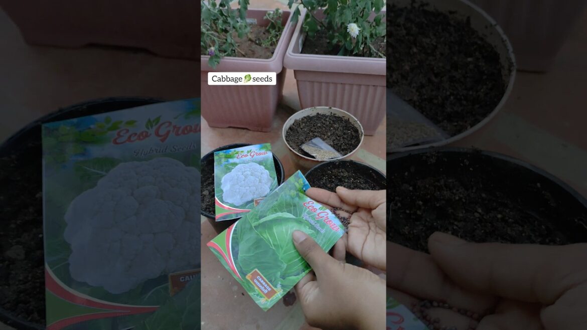 Day 13 Sowing seeds #gardeningtips #gardening #gardenseries #howtogrowplants #plants #youtubeshorts