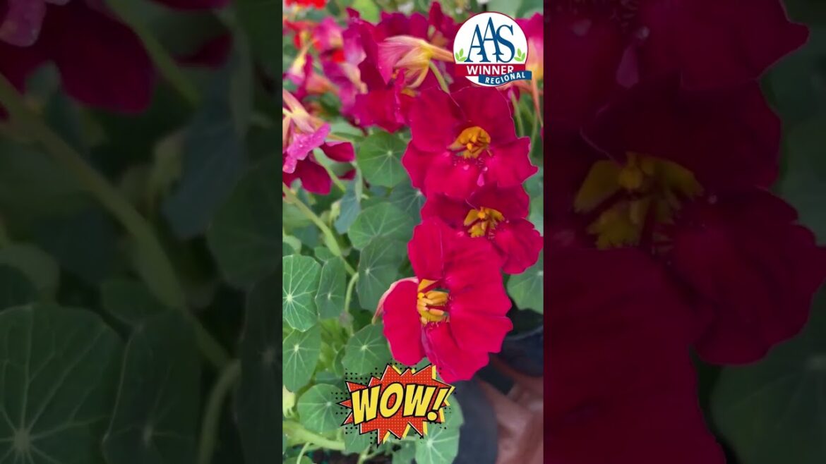 All-America Selections Flowers & Vegetables: AAS Baby Rose nasturtium #flowers #gardening #garden #plants#nasturium#homegarden#seeds#growfromseed AAS Baby Rose nasturtium #flowers #gardening #garden #plants#nasturium#homegarden#seeds#growfromseed