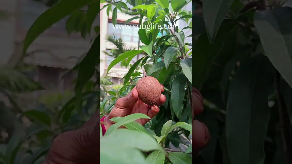 Chikoo on terrace garden | sapota plant in pot #gardening