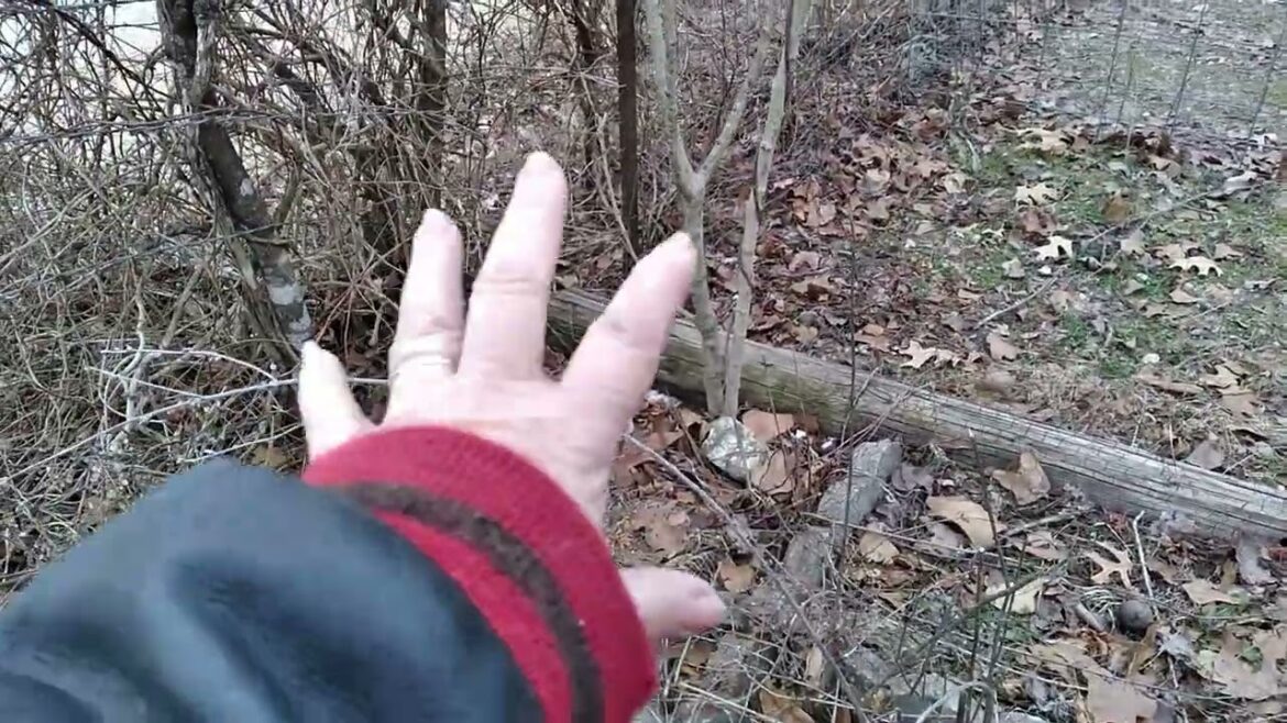 Garden plans 2024 part 1