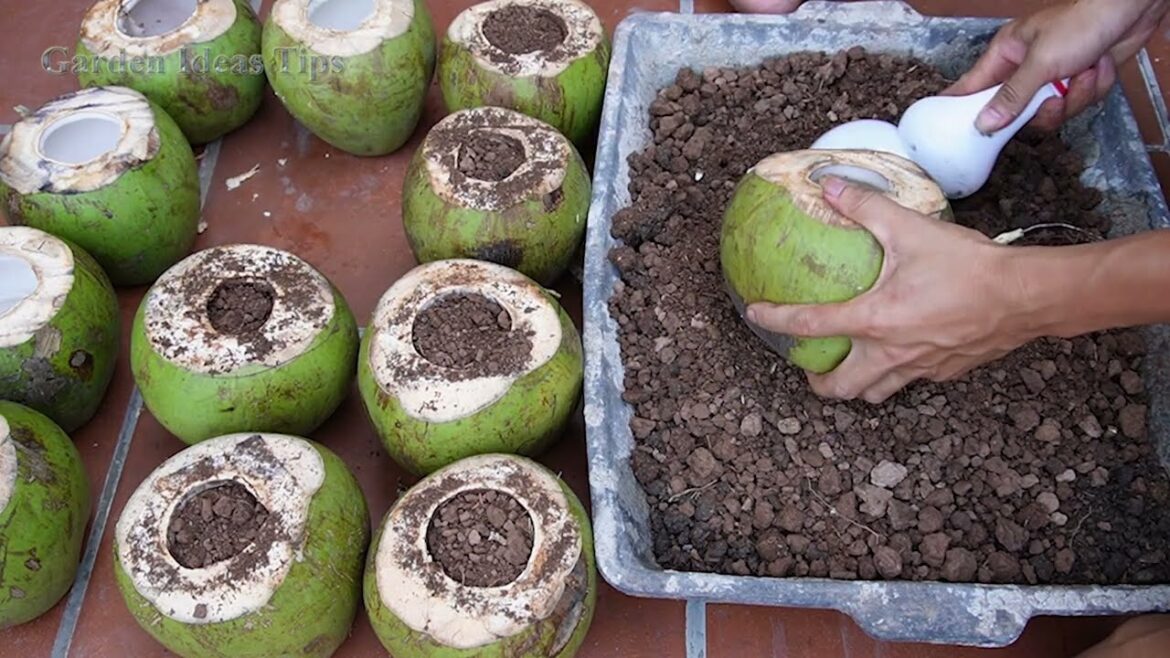 How to best gardening ideas, Garden tips from coconuts