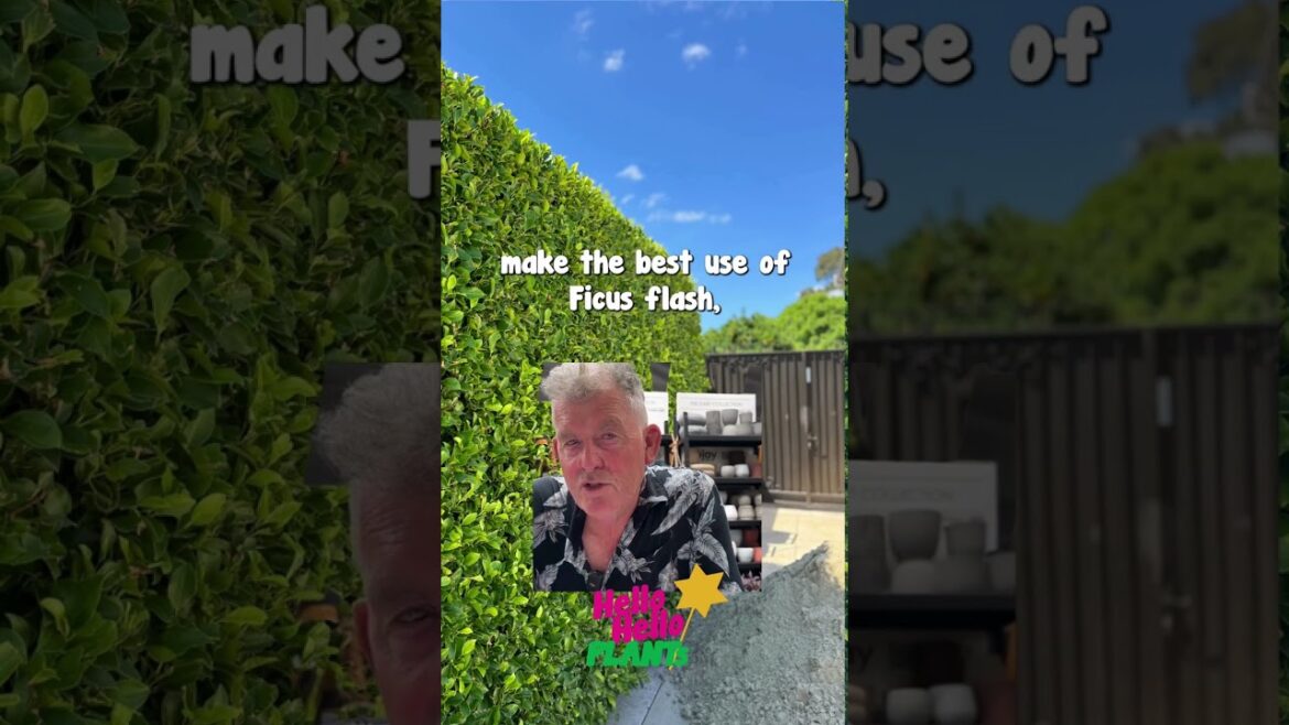About…Ficus Flash!!🌱👀 Part 1 About...Ficus Flash!!🌱👀 Part 1