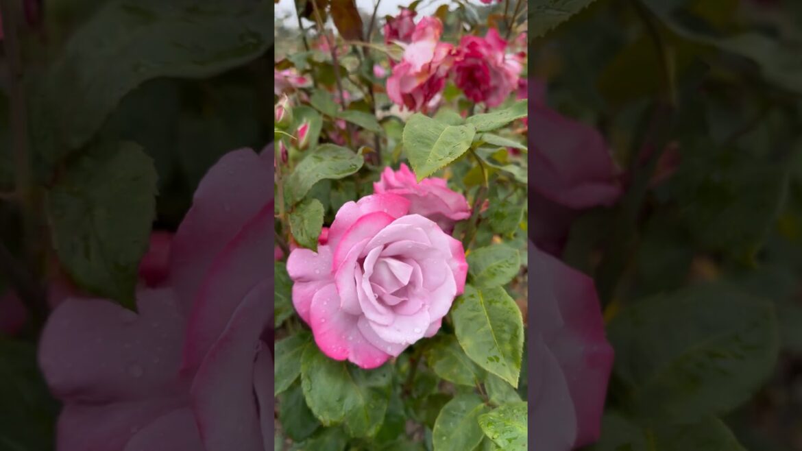 Light violet rose garden 🥀🍃🥀#rose #garden #trending #trend #viral #youtubeshorts #youtube #nature