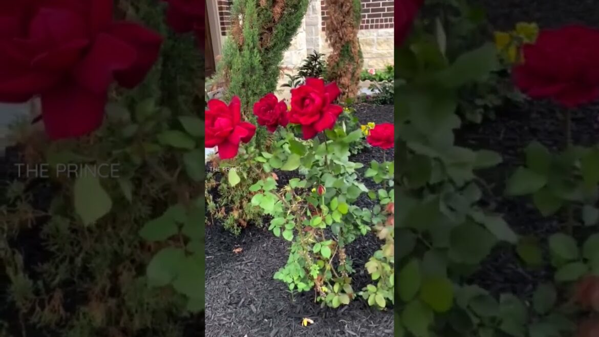 HowtotakecareofyourrosesOrganicgardening_tips #fypシ゚viral How_to_take_care_of_your_roses_Organic_gardening_tips #fypシ゚viral