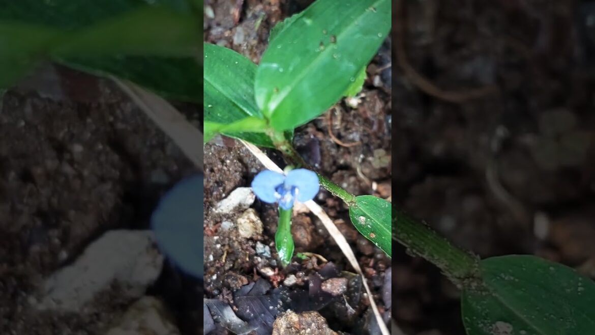 මේ නිල් පාට මල් දැකලා තියෙනවද?