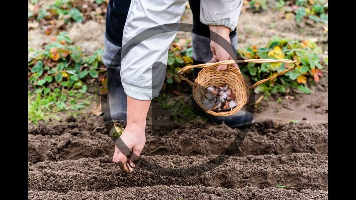 PODCAST | Plans for Growing Vegetables for Beginners