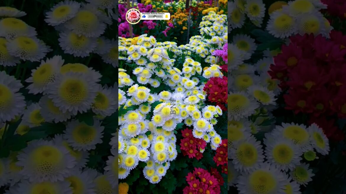 Chrysanthemum garden tour! #shorts Chrysanthemum garden tour! #shorts