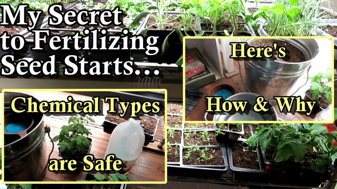 Gary Pilarchik: How to Perfectly Fertilize Your Tomato, Pepper, & Garden Seed Starts: Chemical Types Work the Best! How to Perfectly Fertilize Your Tomato, Pepper, & Garden Seed Starts: Chemical Types Work the Best!