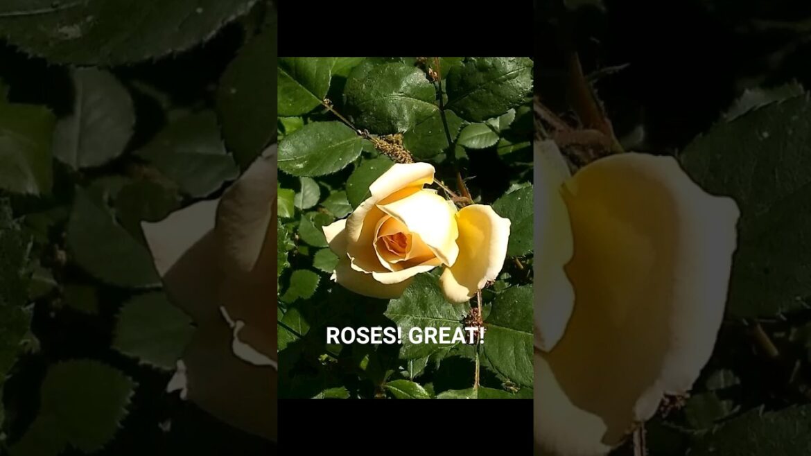 Garden Tips: ROSES! GREAT!