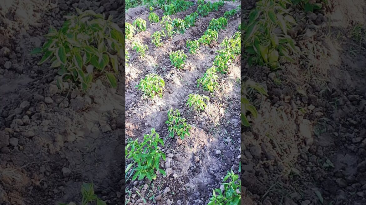 Beautiful garden design #shorts #pepper #garden #дача #огород #dising #kitchengarden  #перец #грядки