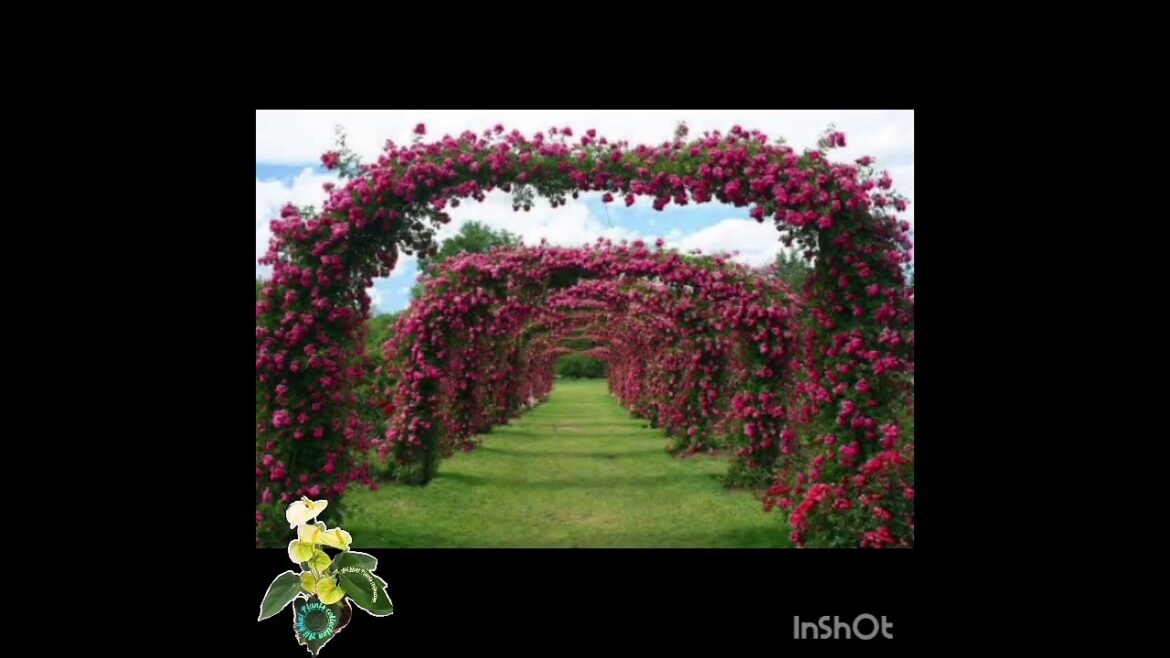 Landscape design ideas,landscaping parks, farms&gardens #flowers  Flowers garden  #landscaping #rose