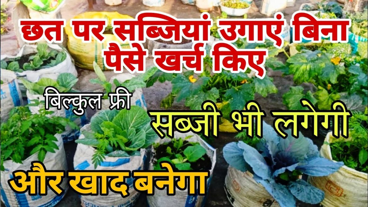 छत पर फ्री सब्जियां उगाने का तरीका | How To Start vegetable gardening in Hindi | Garden Tour | Ideas