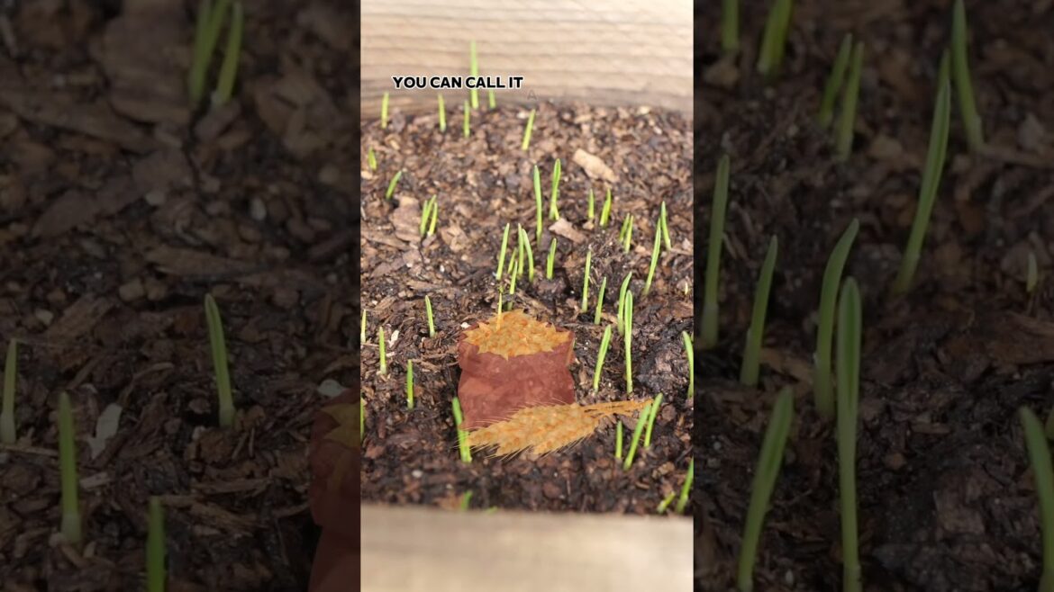 California Gardening: Grow & Juice Wheatgrass at Home! 🌾🥤 #Shorts Grow & Juice Wheatgrass at Home! 🌾🥤 #Shorts