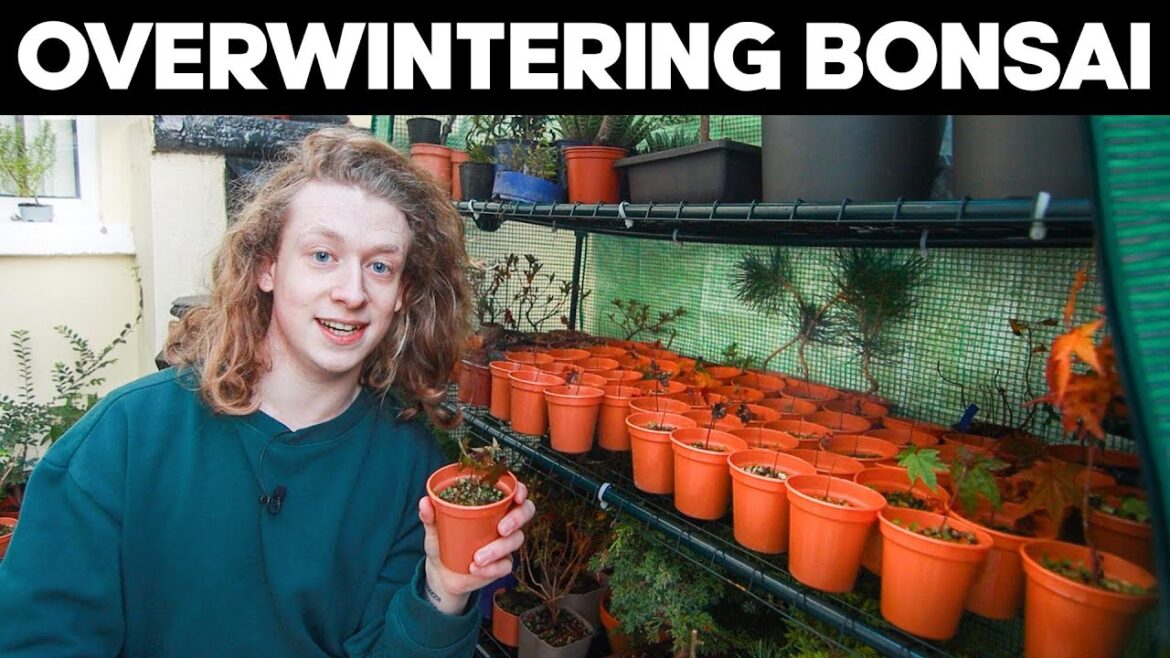 Overwintering Bonsai – Everything You Need To Know Overwintering Bonsai - Everything You Need To Know
