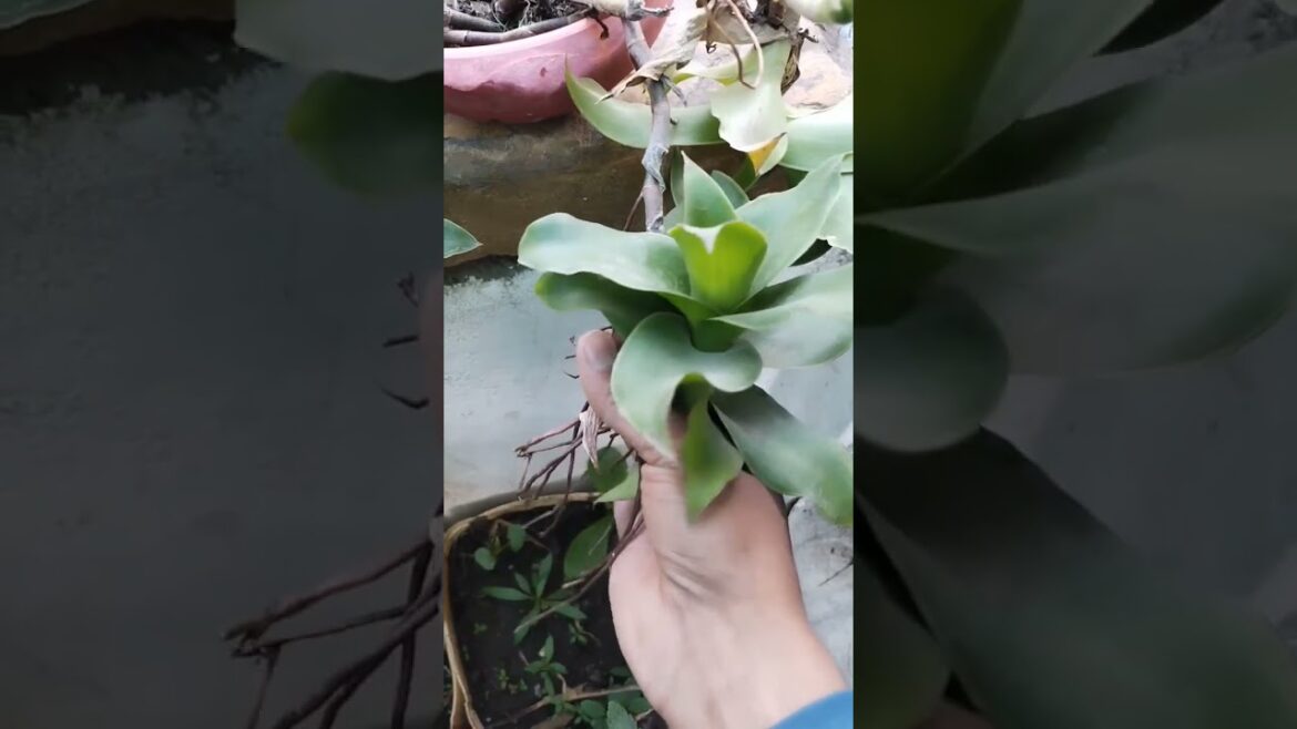 winter season mein jhulate latkate paudhon ko Apne garden mein jarur add kre 🌺👍🌺🌺 winter season mein jhulate latkate paudhon ko Apne garden mein jarur add kre 🌺👍🌺🌺