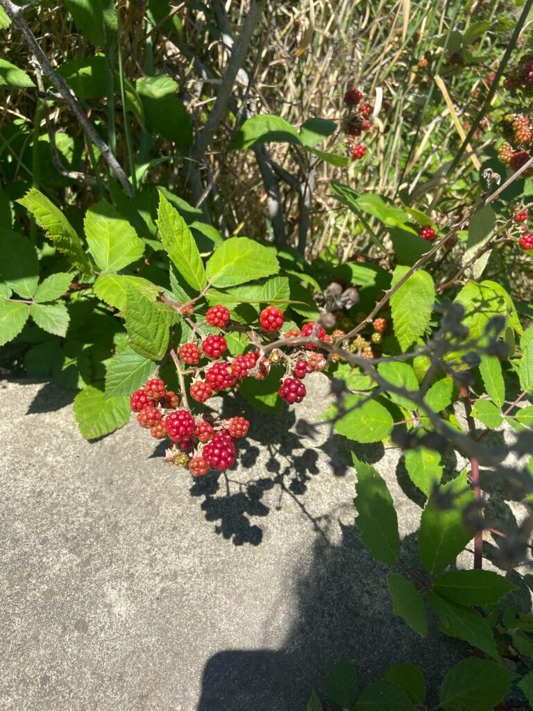 are these safe to eat?