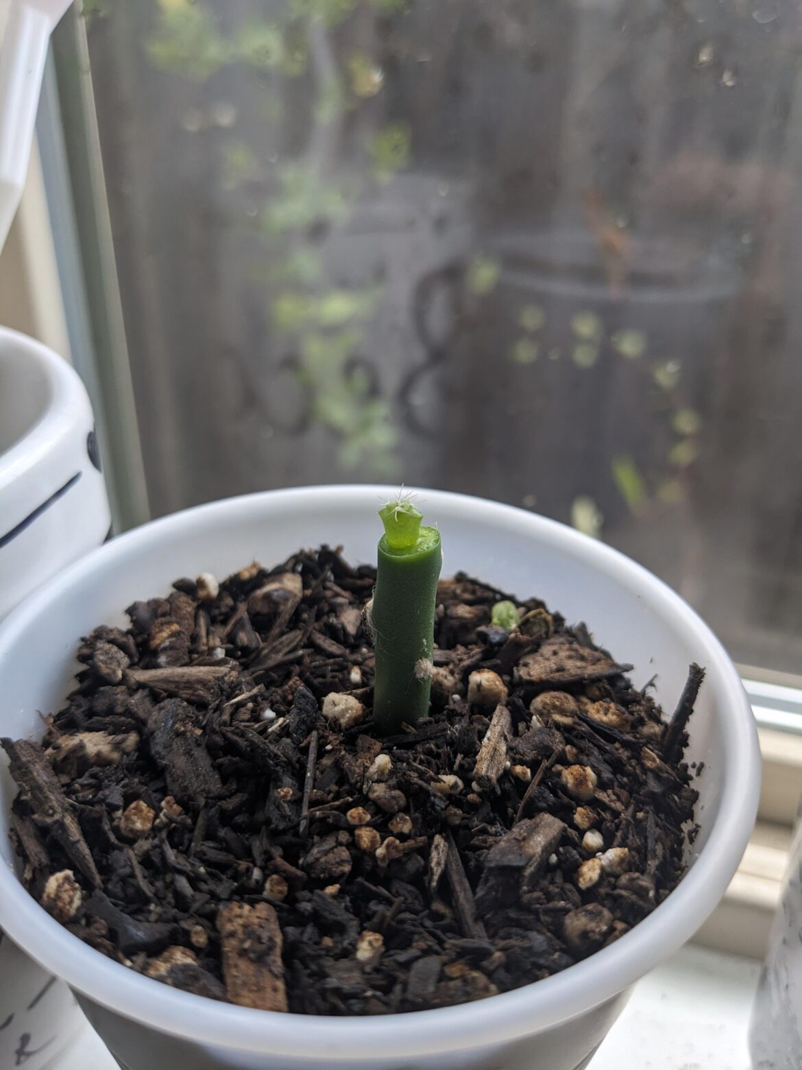 Pacific Bridge x TPM seedling micrograft. Wish me luck!
