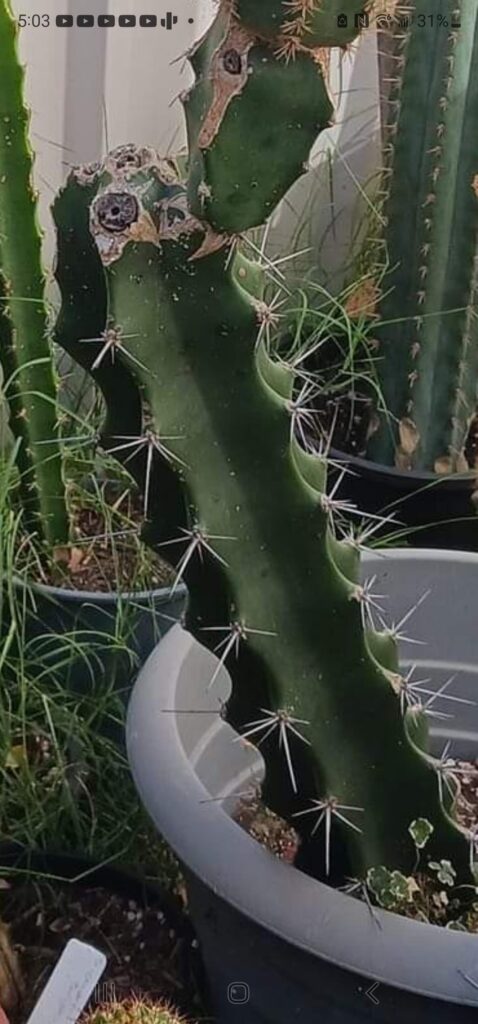 Anyone recognize this exact rootstock? Also, pic 2, lower left corner, is that sun goddess?