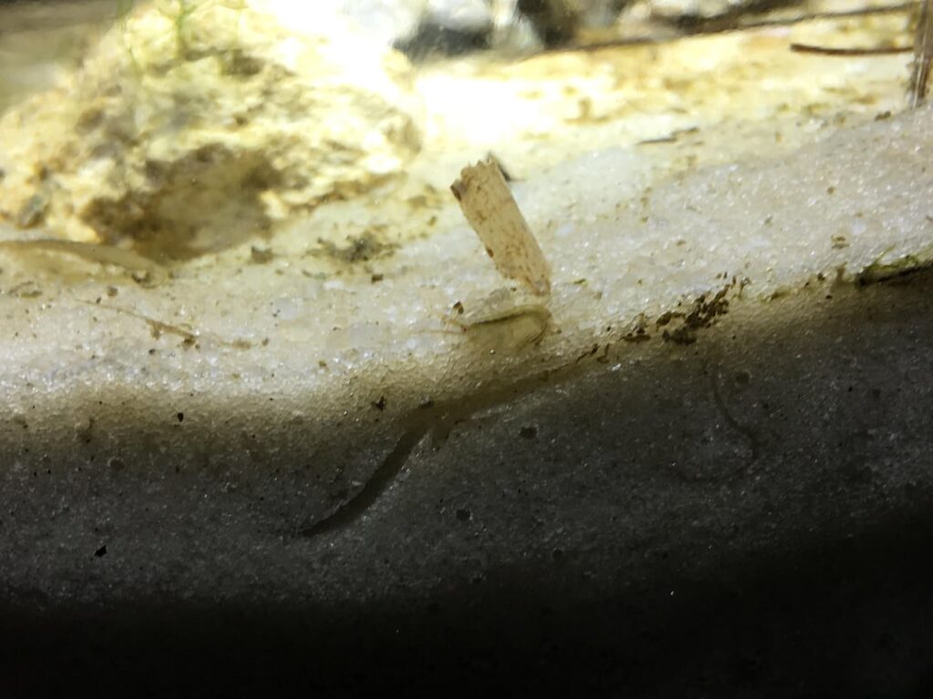 Critters in my 2 week old seacosphere