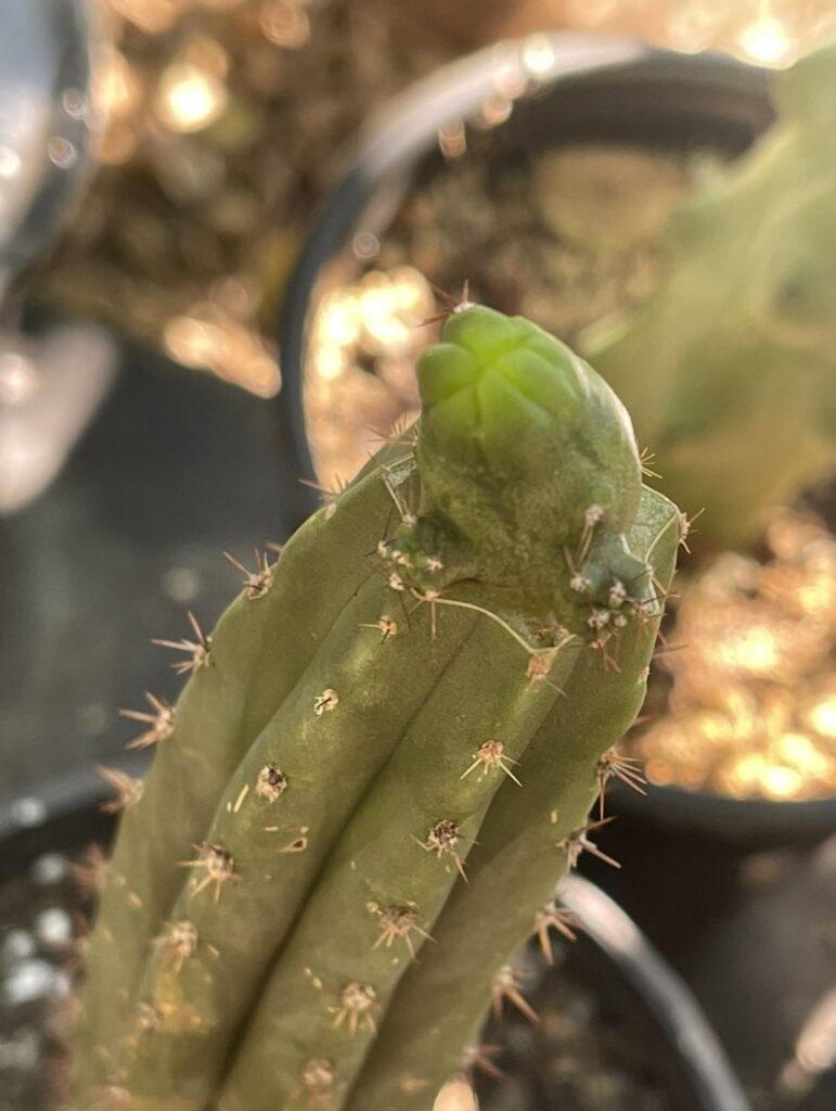 Battleship graft !!