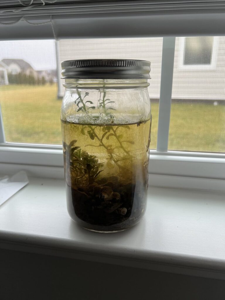 Need advice for ~2 month old ecosphere