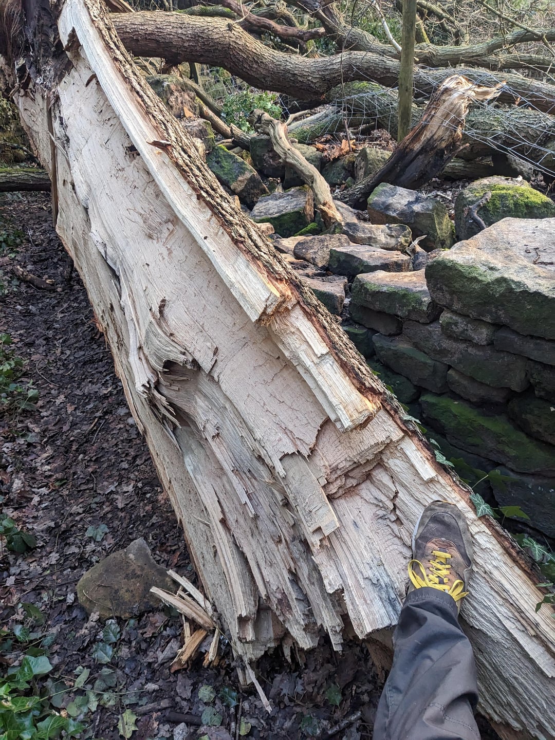 How dangerous is this tree? - All For Gardening