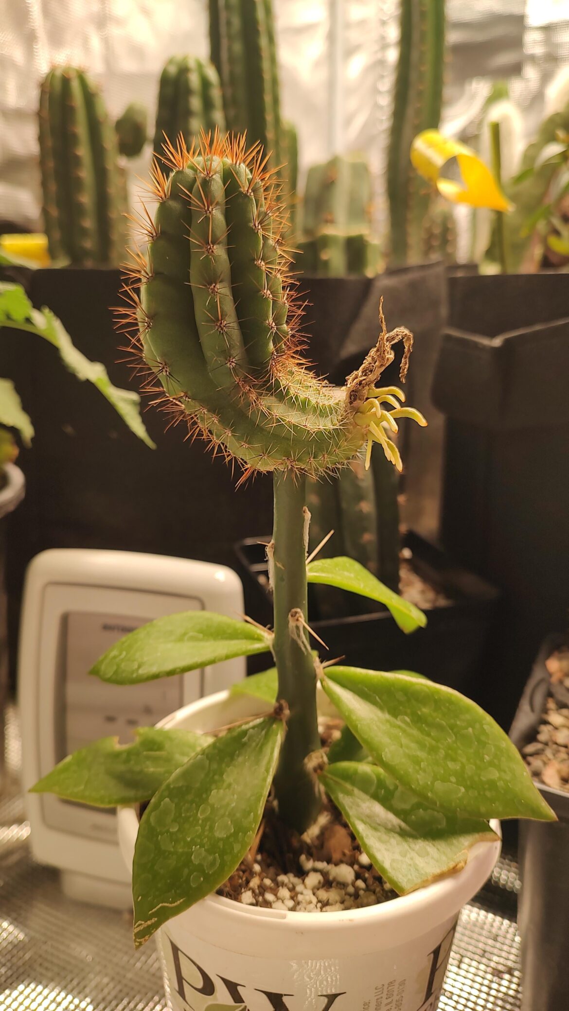 Cocktail weeny graft 🤪